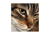 Diamond Painting Katze